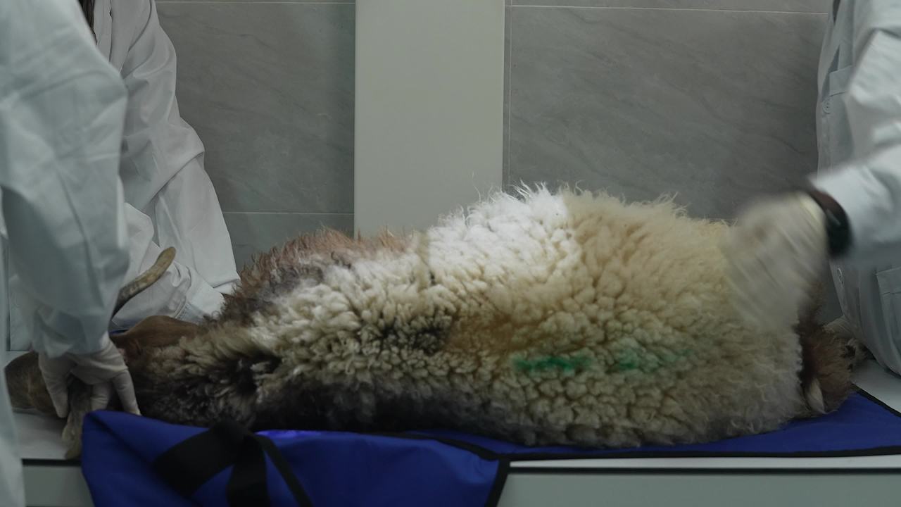 畜牧兽医团队工作记录