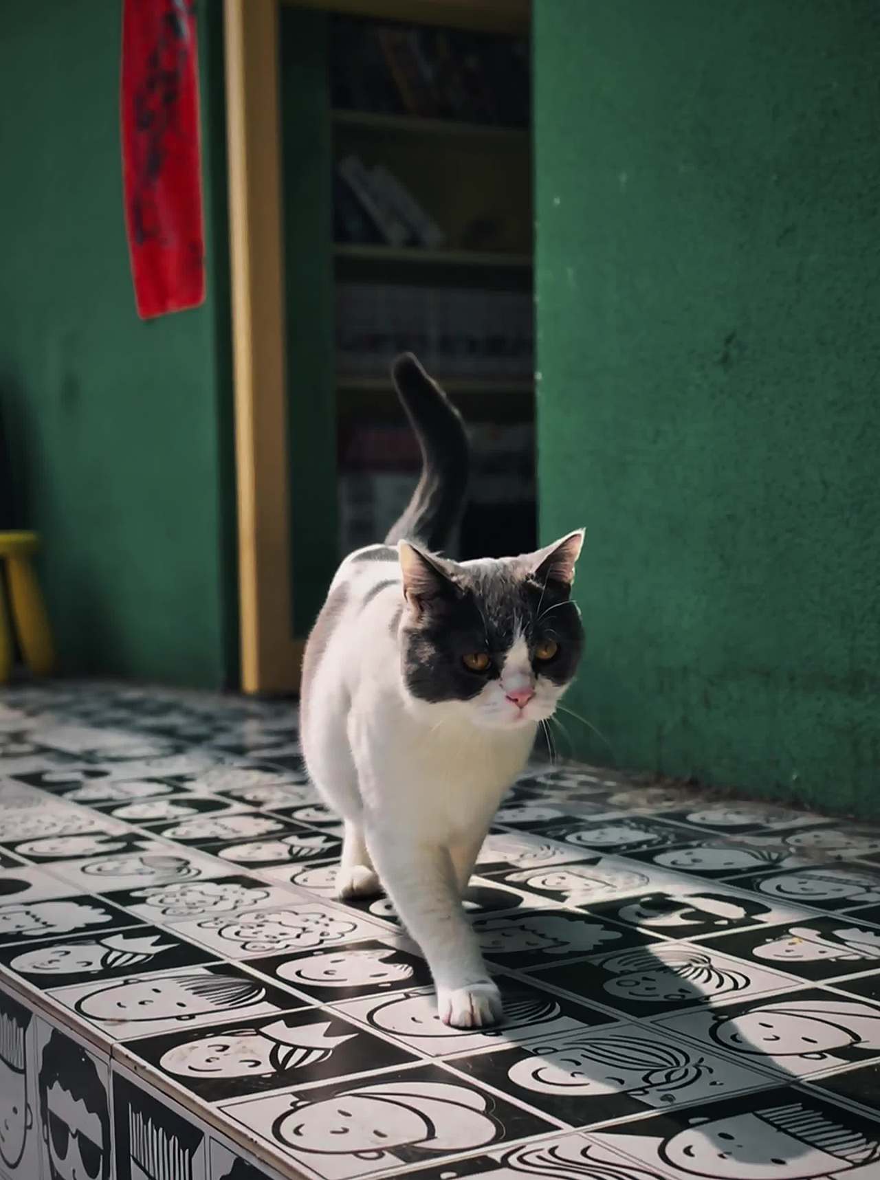 阳光下的猫咪