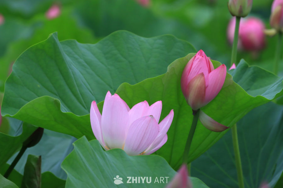 荷花 87