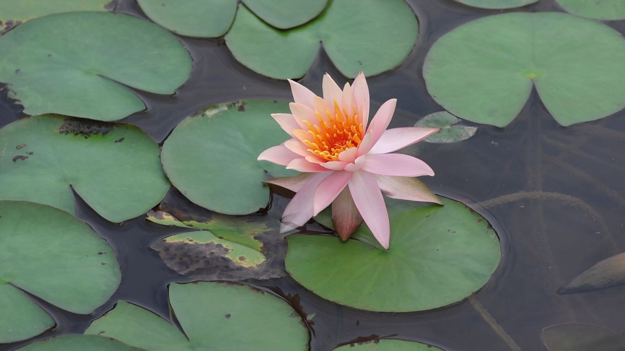 湖面睡莲2
