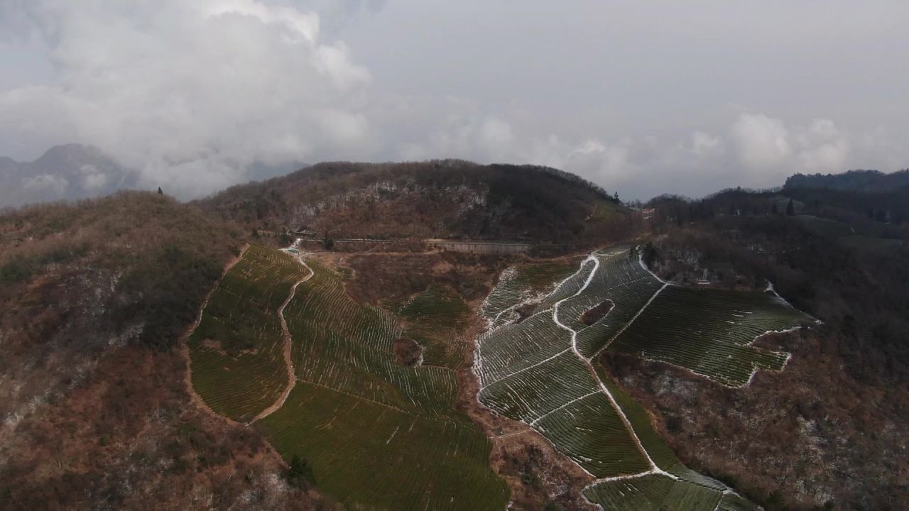 大山 茶园 冬天 雪景 航拍