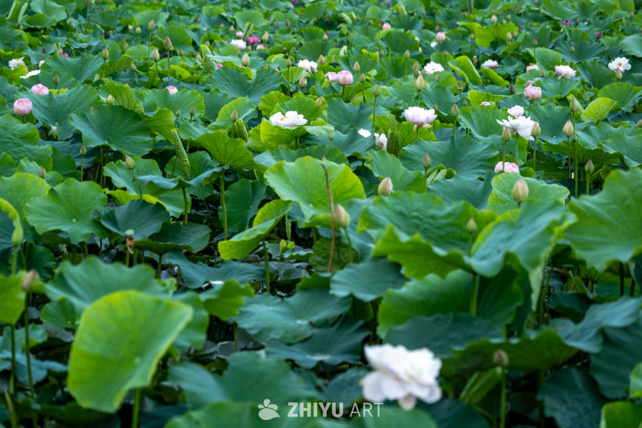 荷花 29
