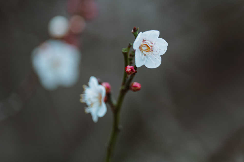 春梅