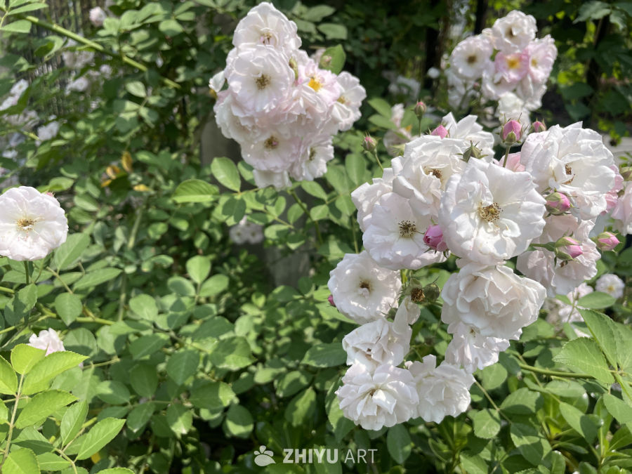 春季花卉 5