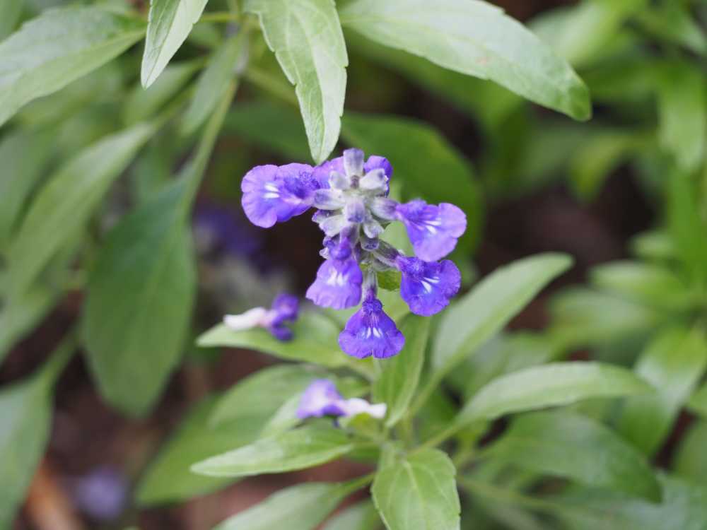 蓝花鼠尾草