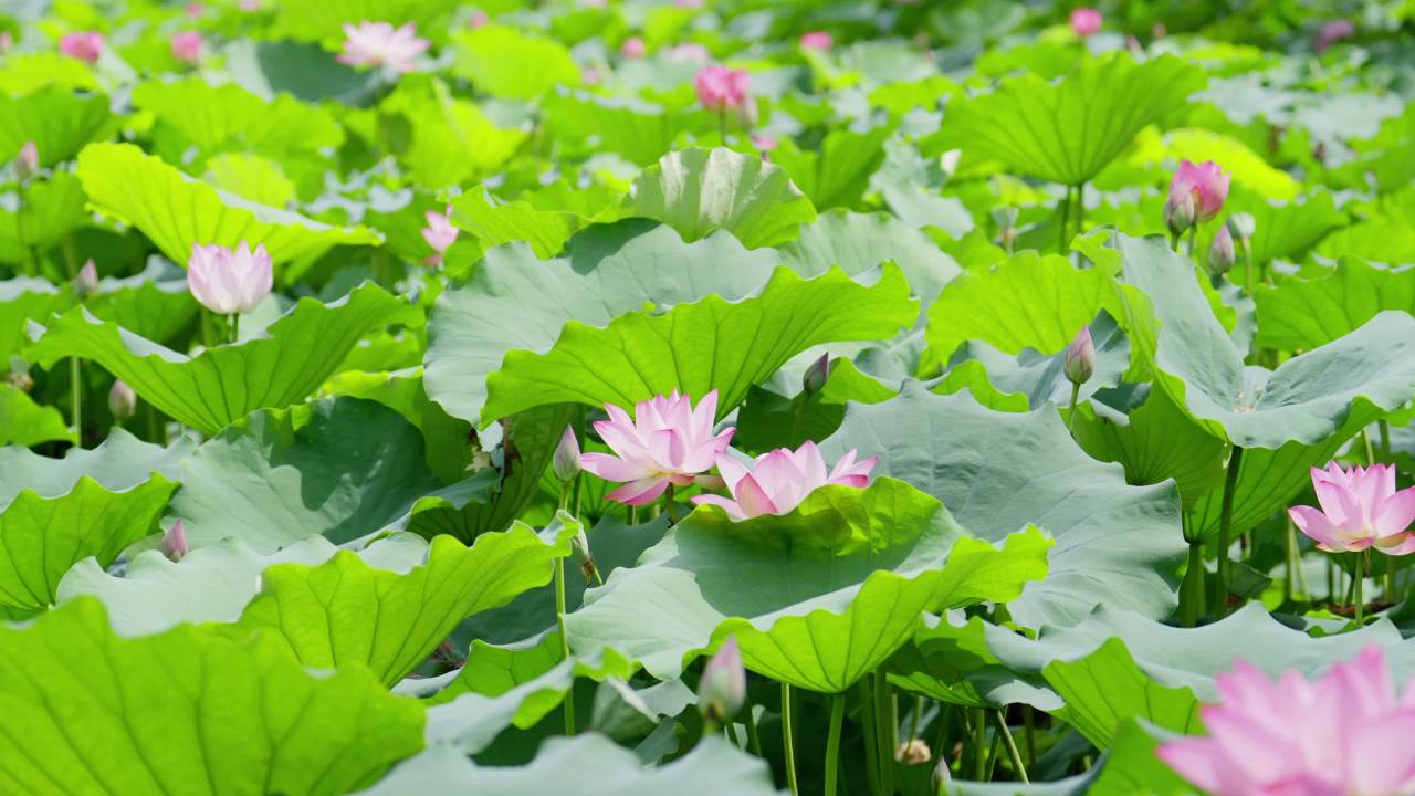 荷花02507856