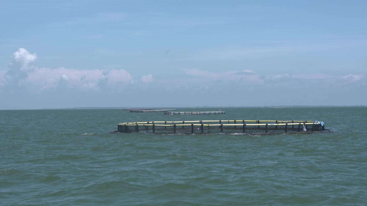 海洋牧场深海养殖