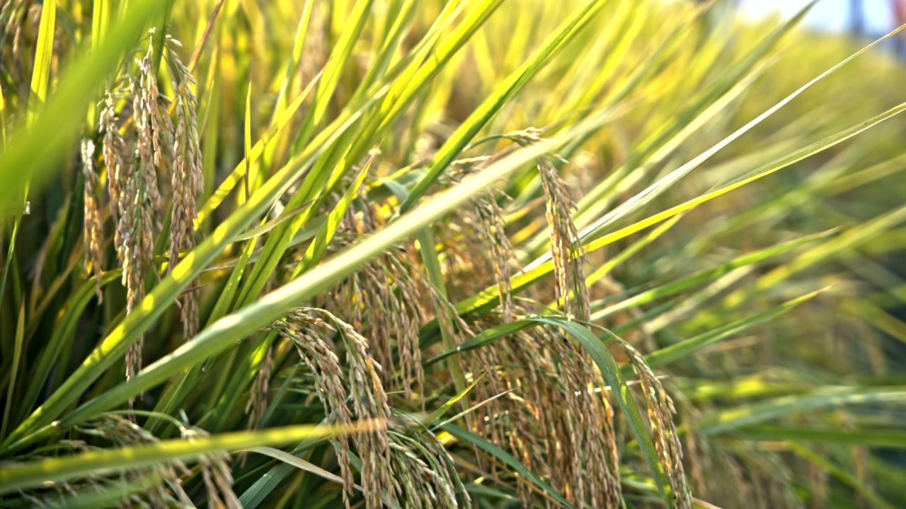秋天稻田稻子丰收实拍空境素材