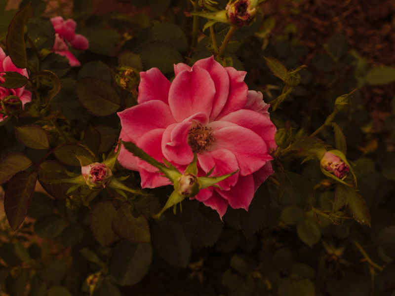 花儿