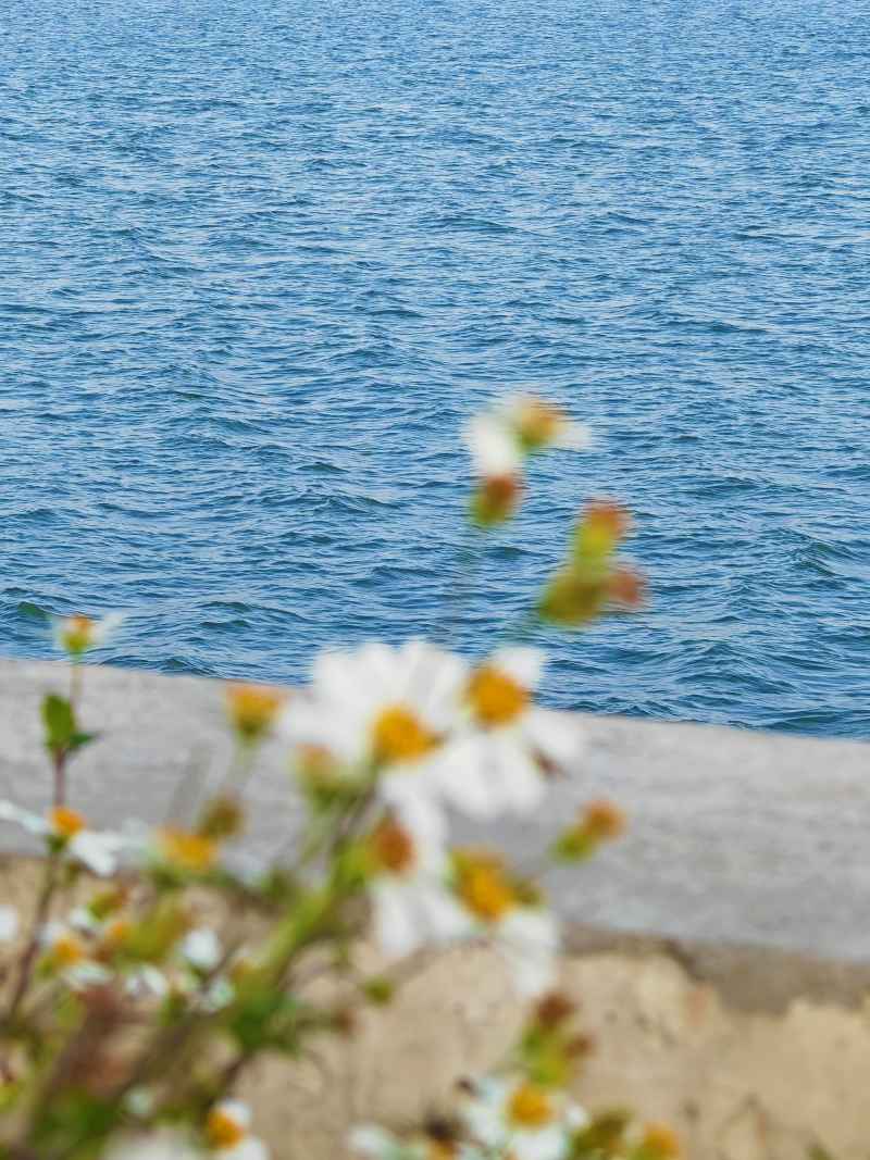 花   海