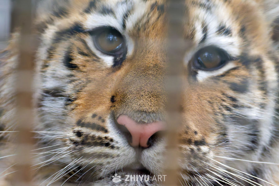 五个月大的小老虎