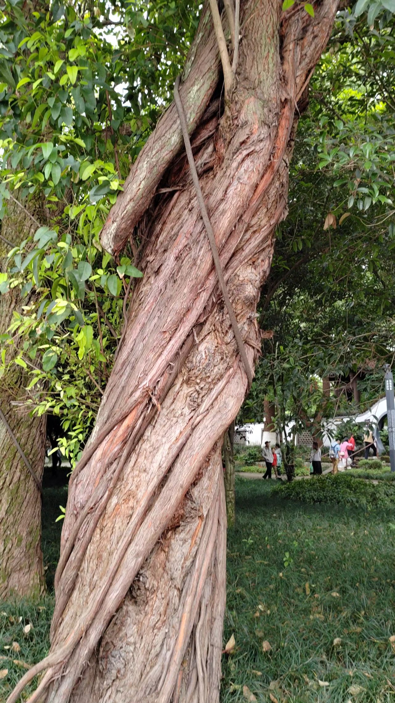 古树