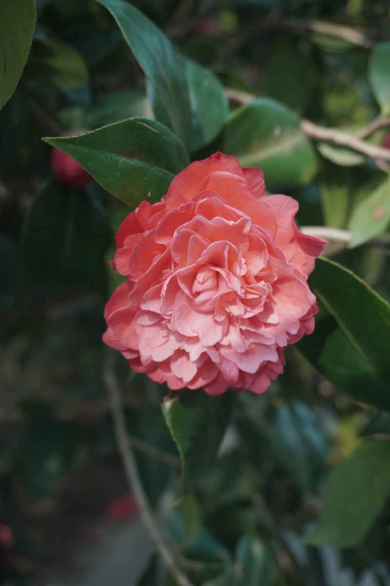 山茶花