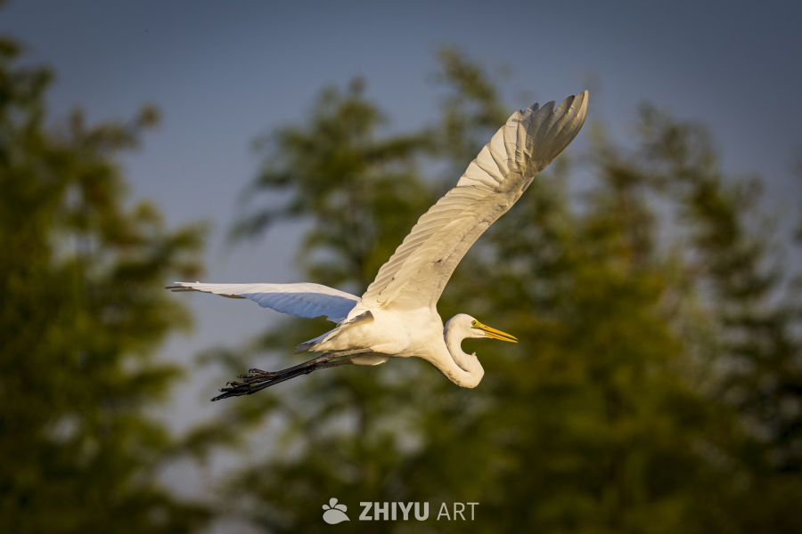 白鹭飞翔于绿树之间