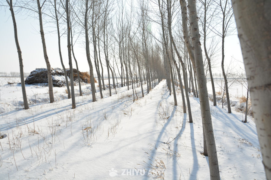 北方冬季雪景