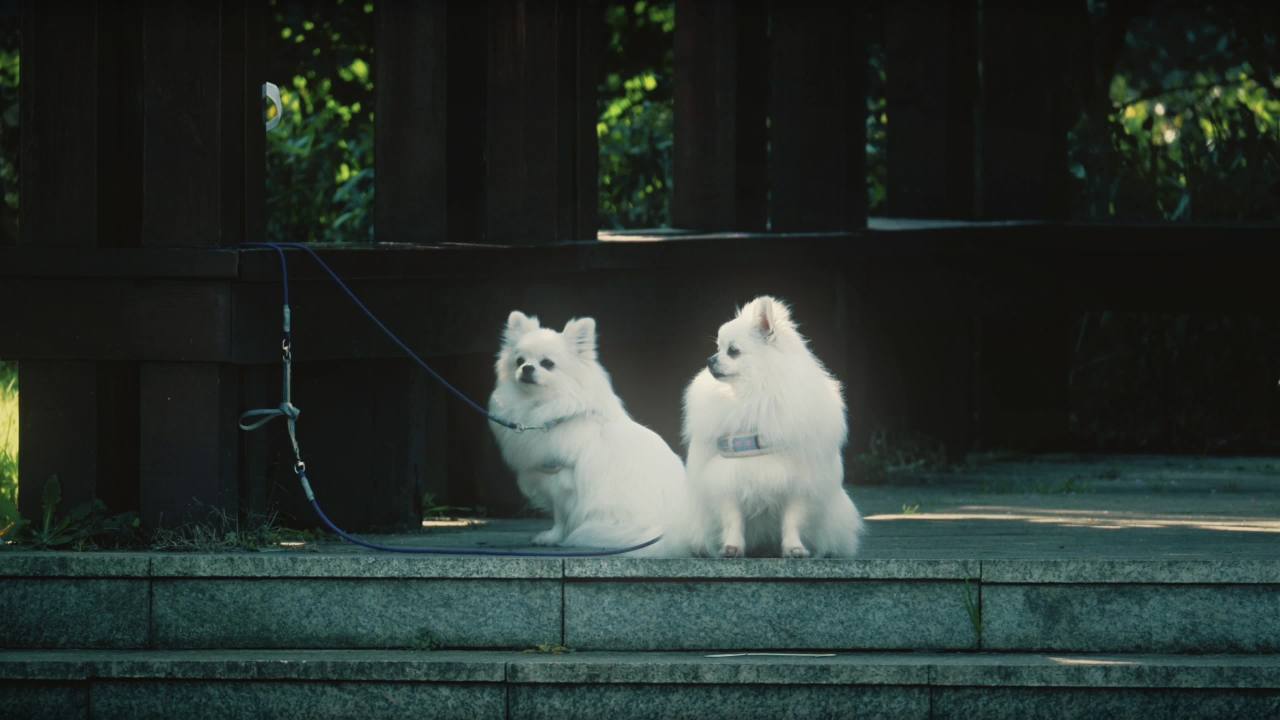 两只小白狗在台阶上晒太阳