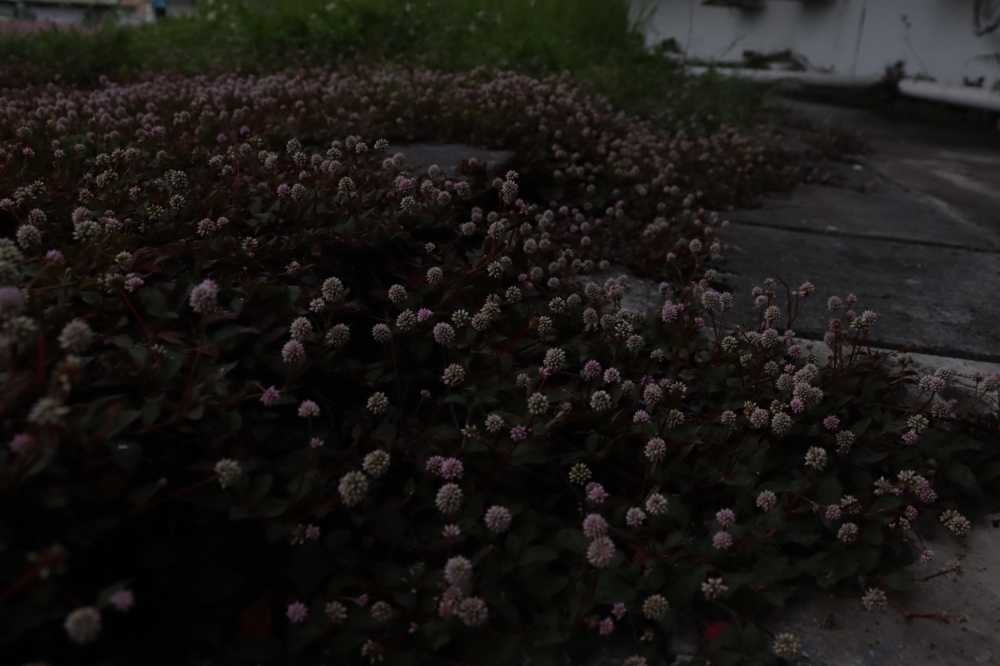 小紫花