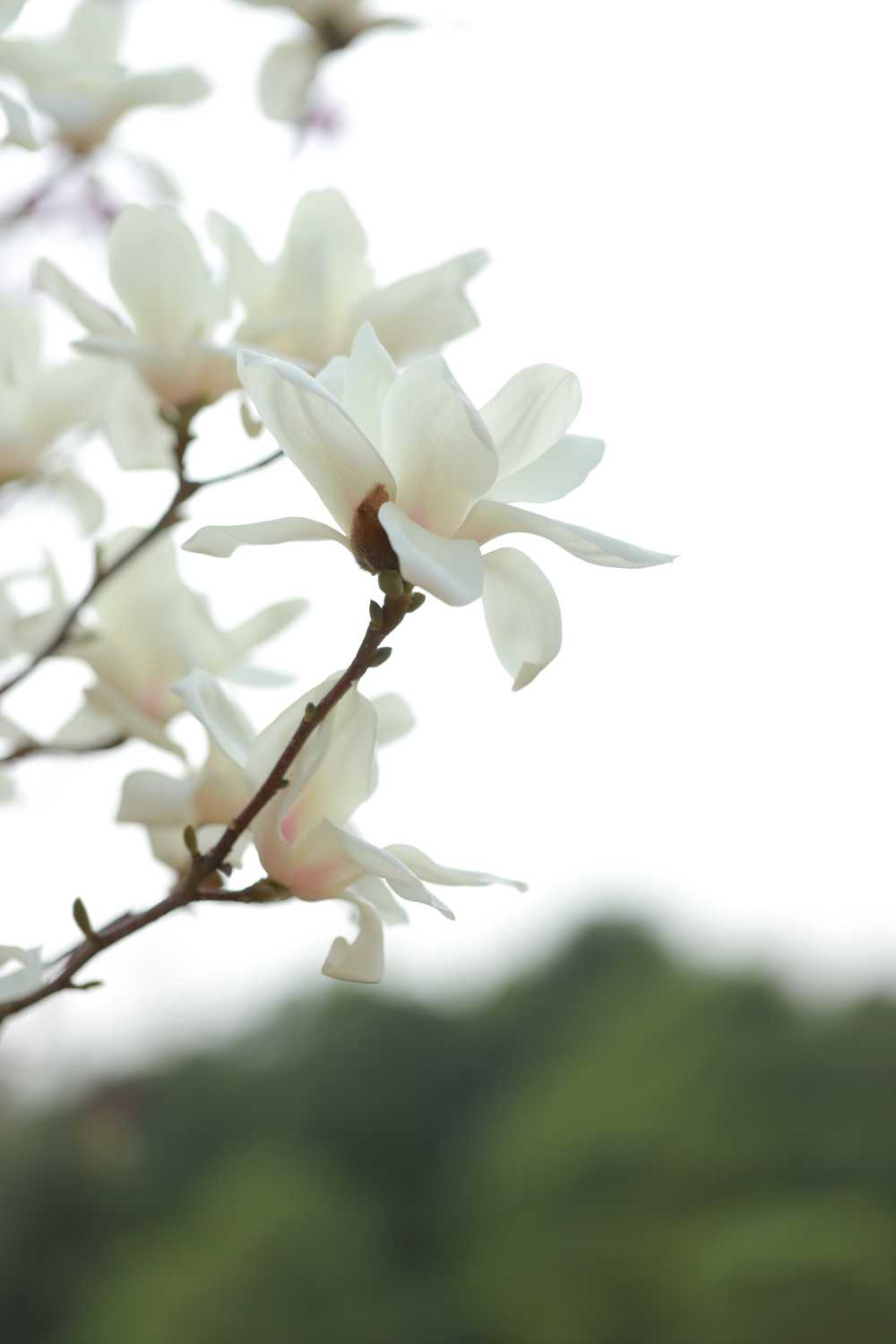 玉兰