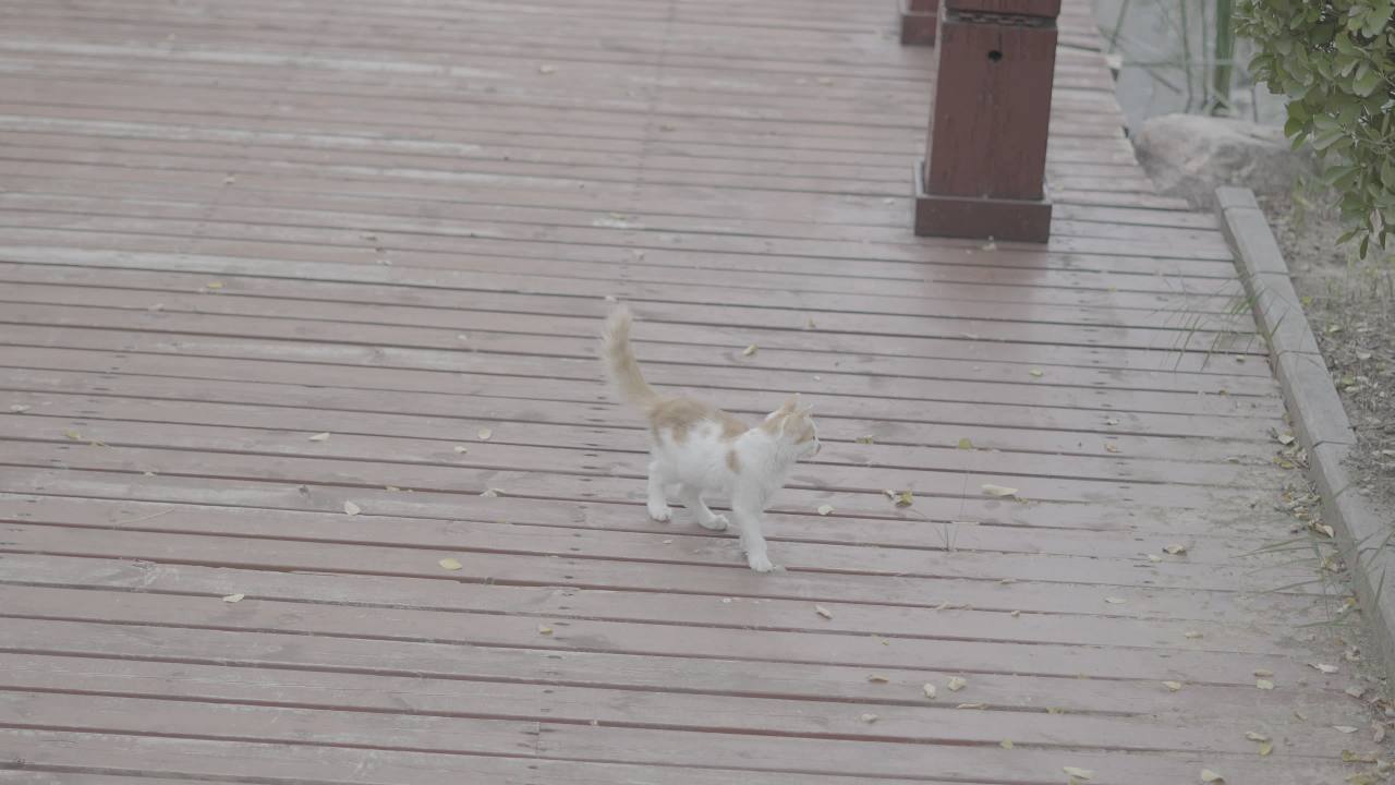 【实拍样片】索尼A6700-4K相机实拍原片视频 18