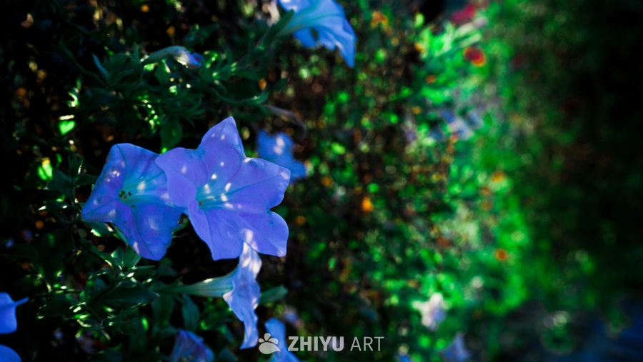 喇叭花