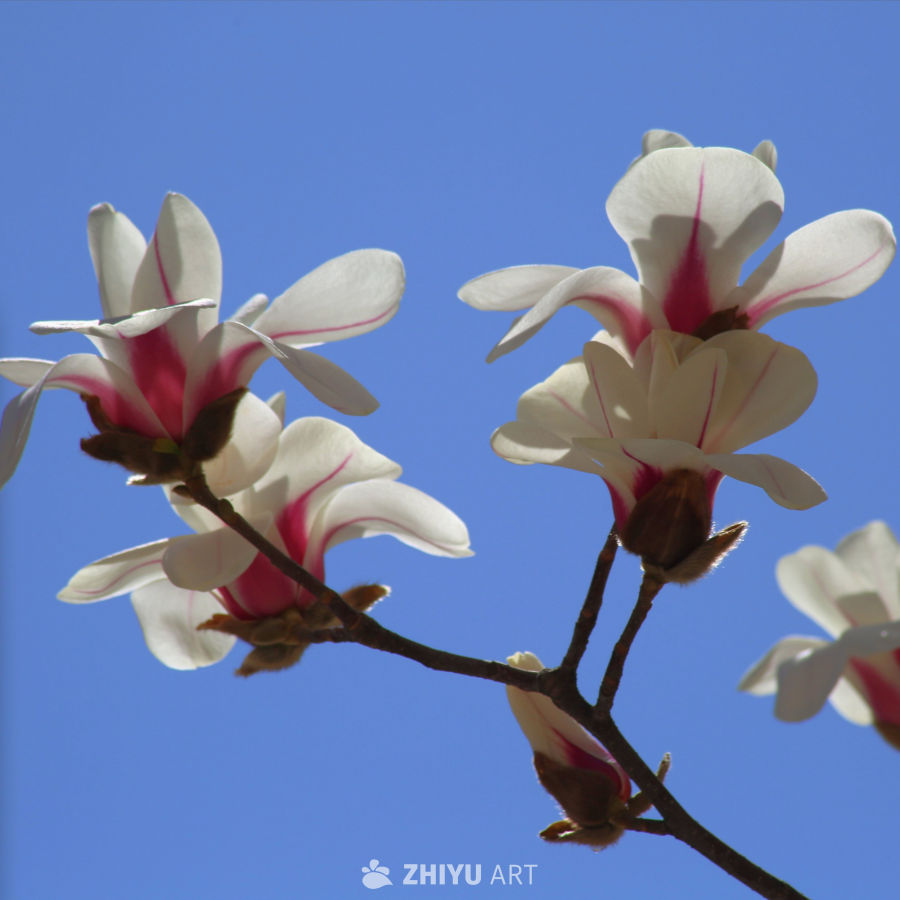 玉兰花开映蓝天