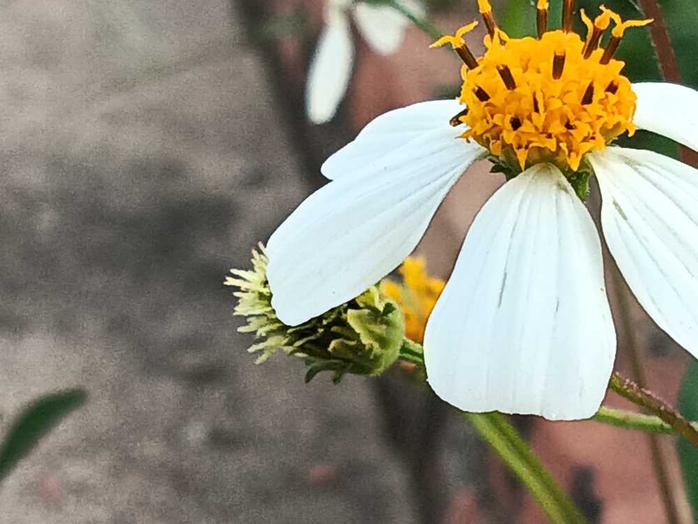 花香鸟语