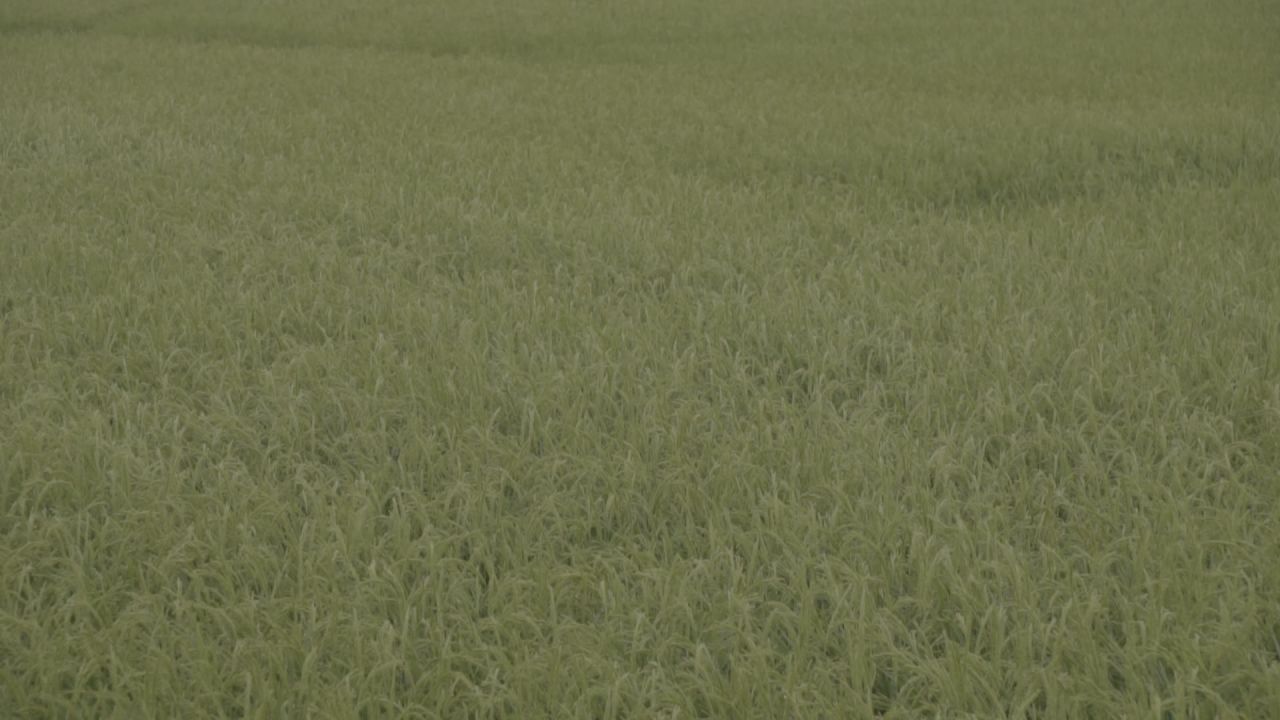 五常稻花香大米 22