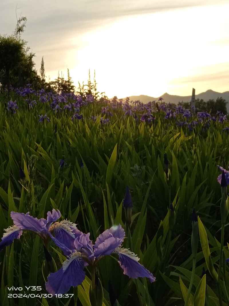 夕阳下的花海