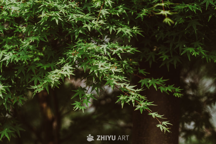 绿意盎然的枫叶