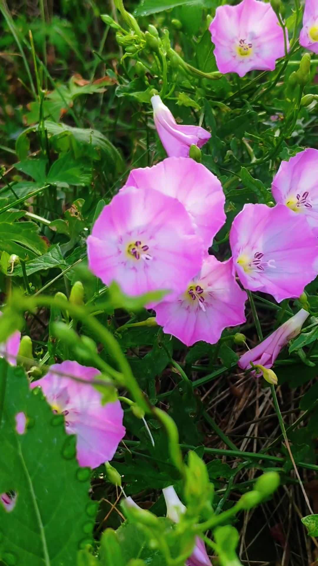 lv_0_20250801020025 1