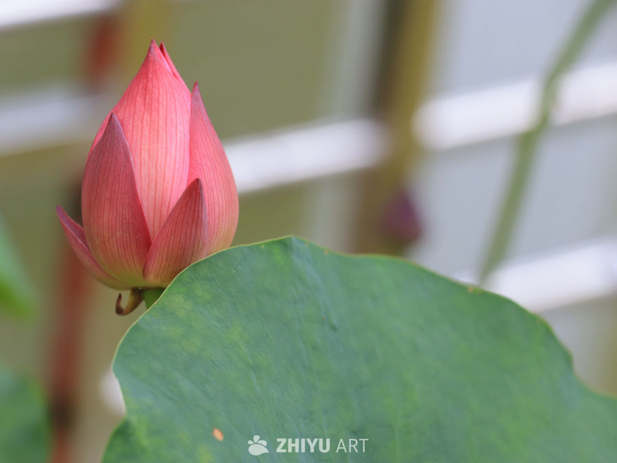含苞待放的荷花花苞