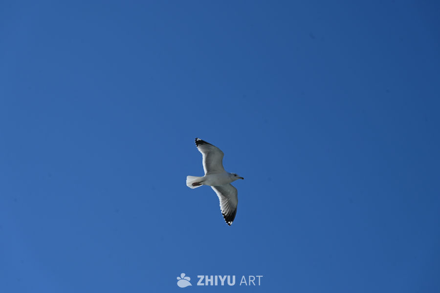 白色海鸥在蔚蓝大海自由飞翔 15