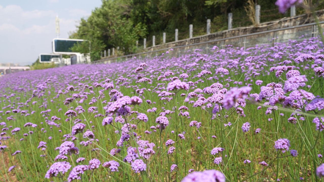 花海