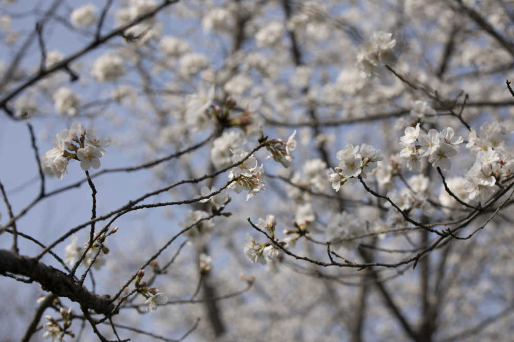 春天开花