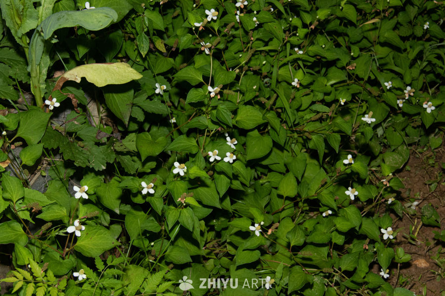 中药材与药材花 92