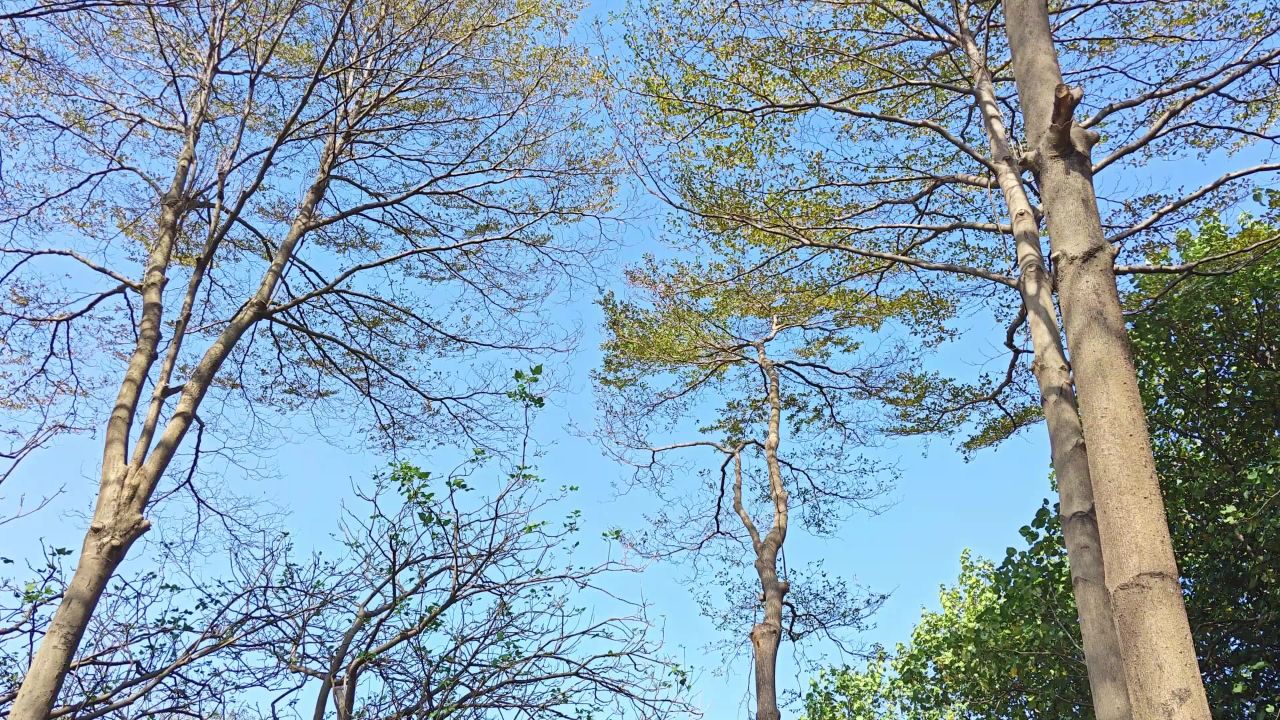 4K小叶榄仁树林上摇旋转