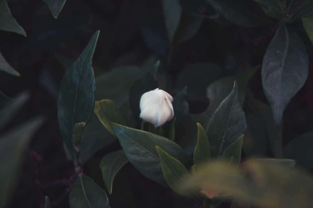 还没开的花苞