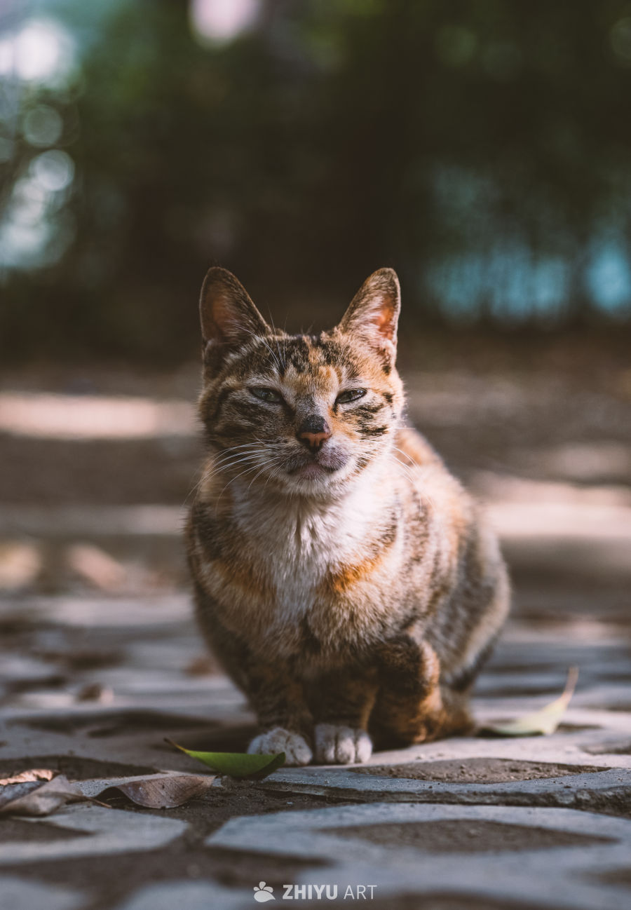楼下的流浪小猫
