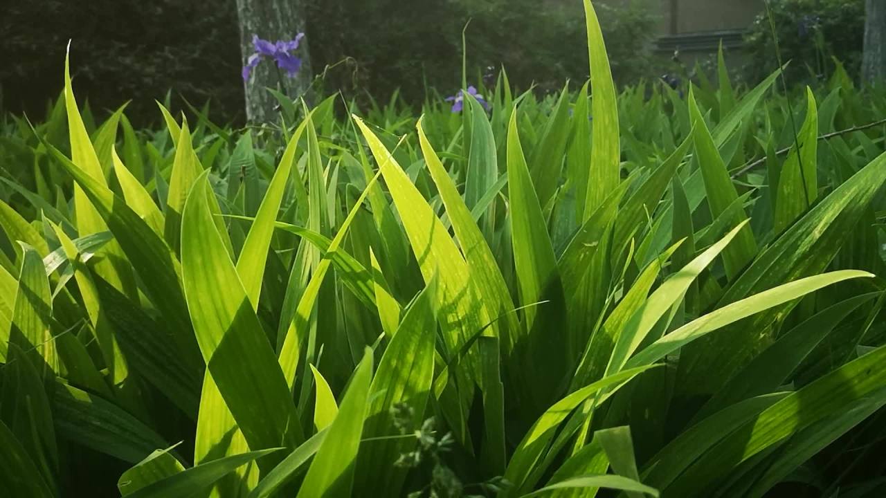 阳光下的绿叶