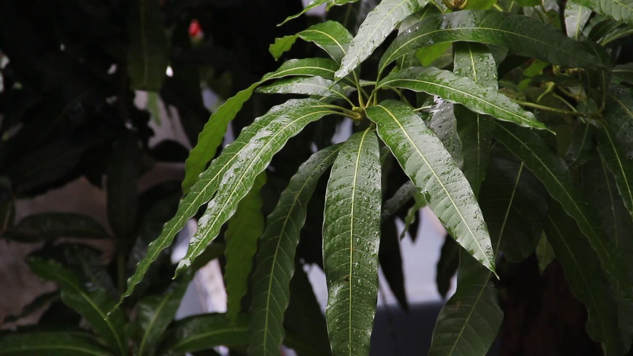 端午雨后的芒果树叶2