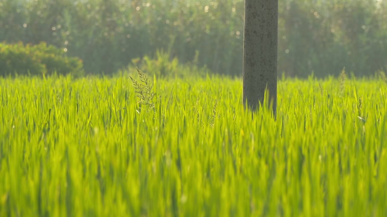 农村水稻田野粮食庄稼 39