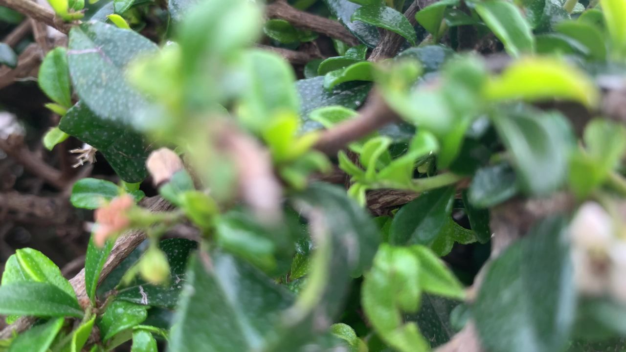 阳光下的植物