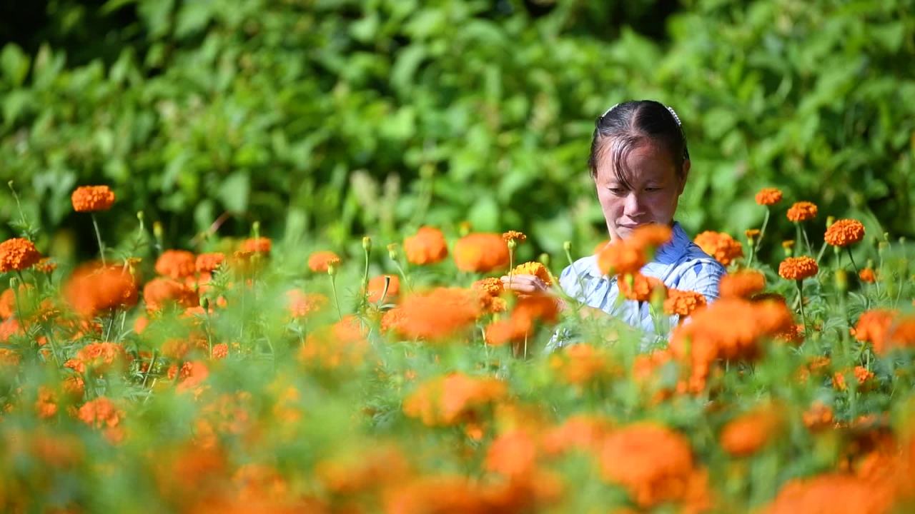 菊花万寿菊丰收采摘农民农村农业乡村振兴