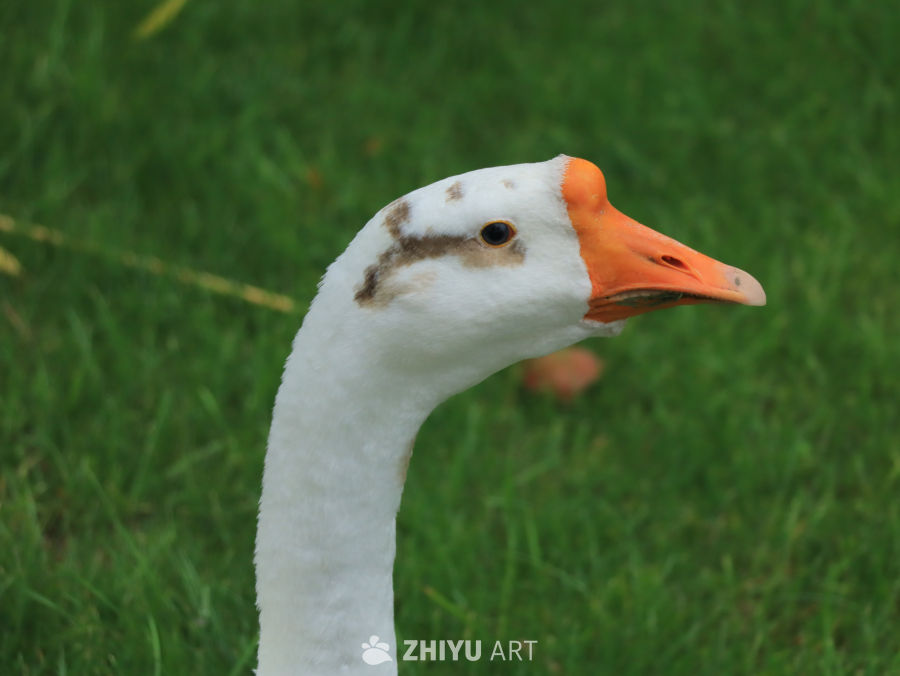 白鹅的侧脸特写