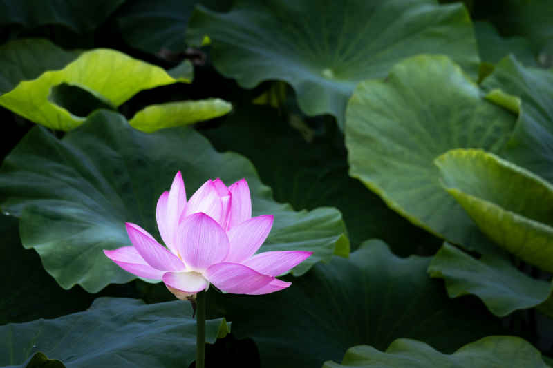 IMG_0386 拷贝