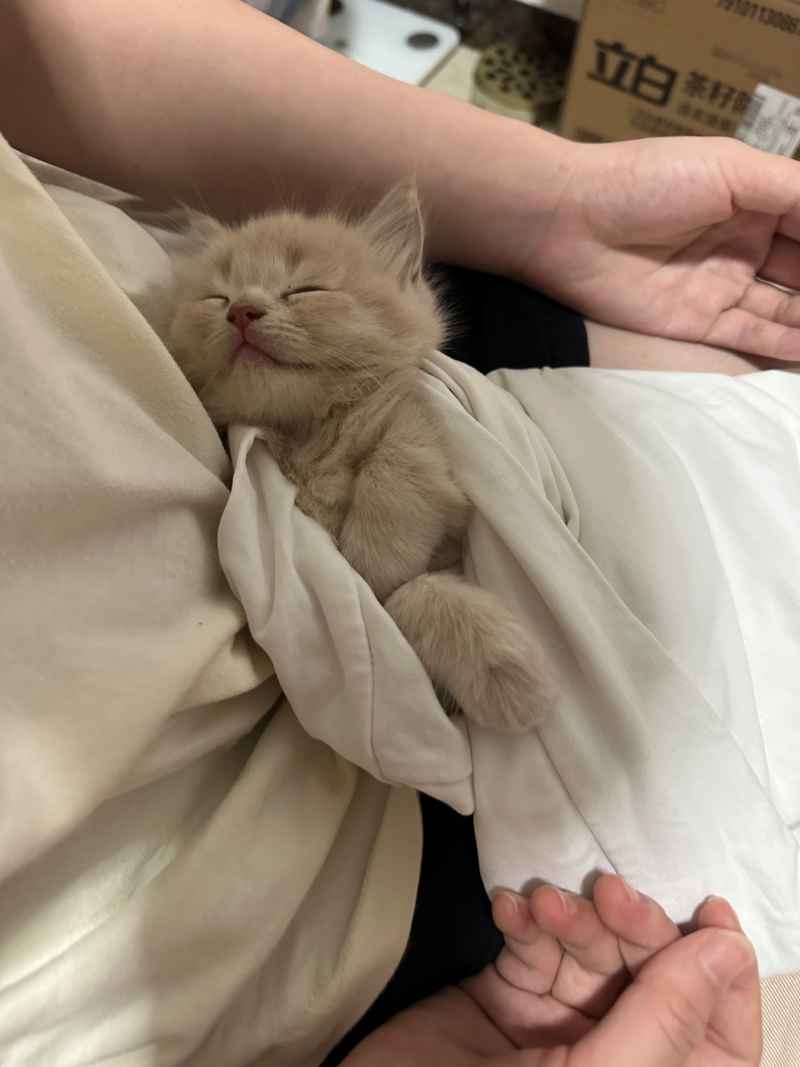 可爱的猫猫，谁能抗拒呢 5