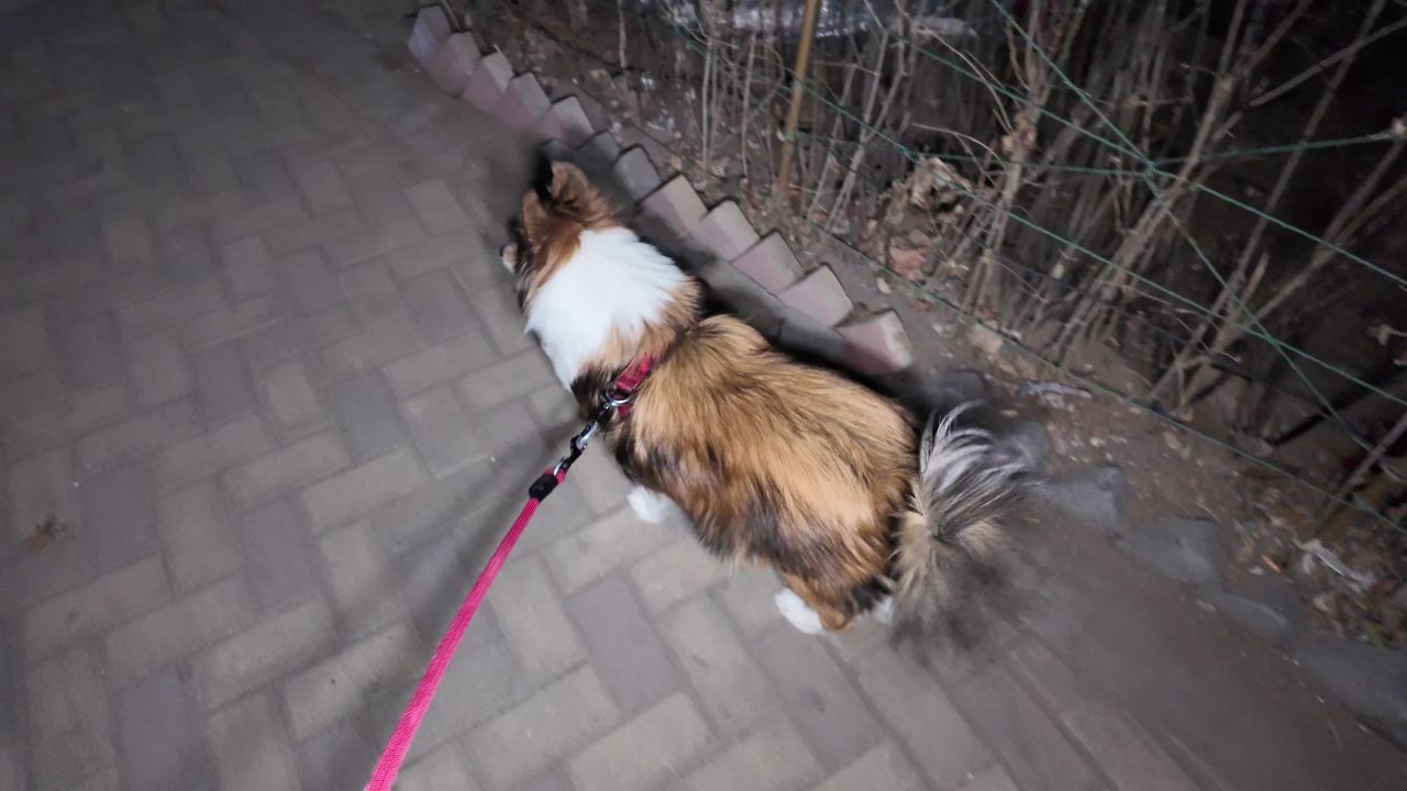 夜晚遛狗 6