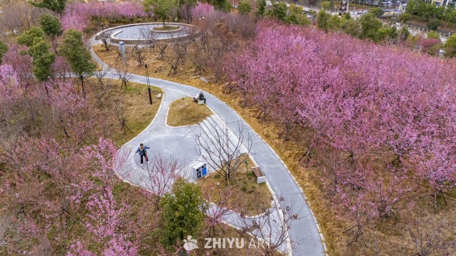 樱花盛开的公园