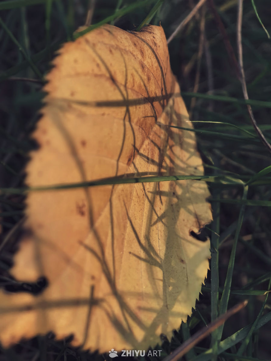 秋日落叶的静谧时光