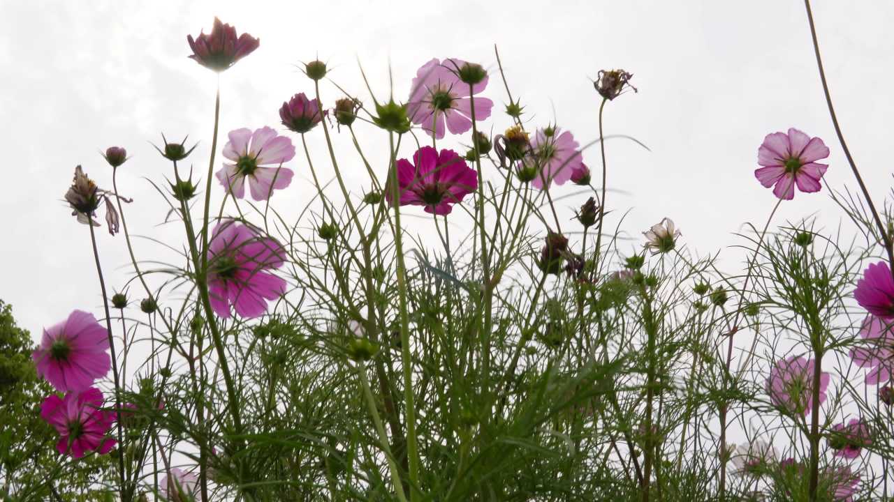 花海中的宁静时光